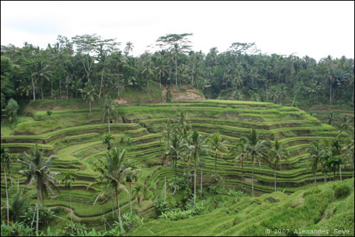 Rice fields Bali Indonesia