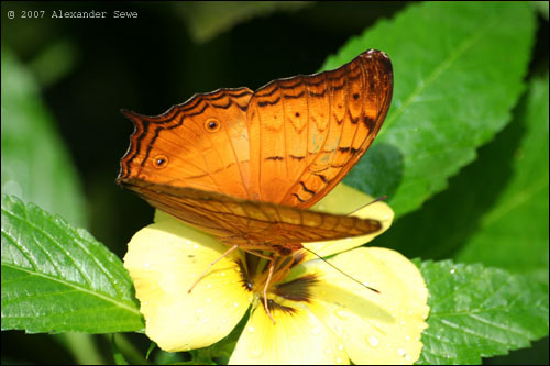 Butterfly in butterfly park Kuala Lumpur Malaysia