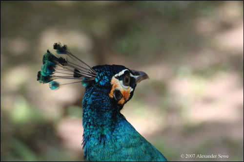 Colorfull bird