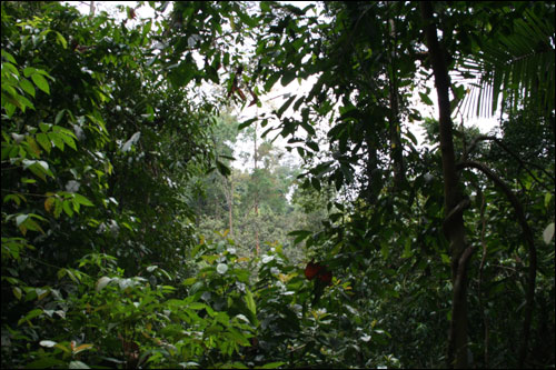 Inside rain forest