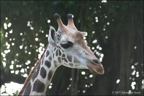 Girafe