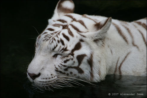 White tiger taking a cooling bath