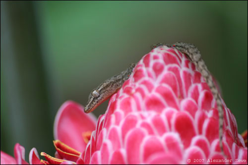 Lizard on pink and white flower