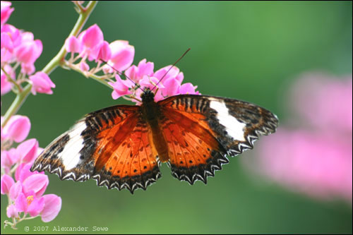 Brown, white and black butterfly on flower