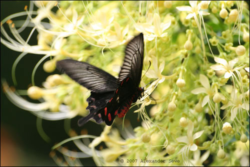 Black and red butterfly in air over yellow flower