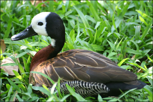 Duck sitting in green grass