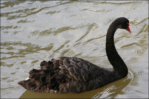 Black swan swimming