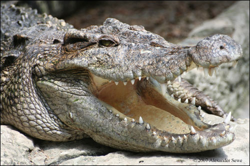 Crocodile