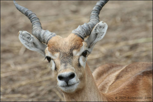 Brown deer