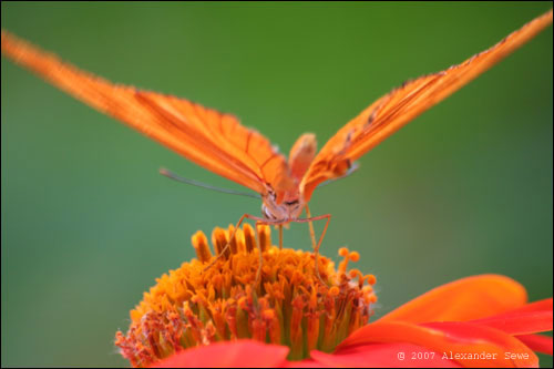 Orange butterfly