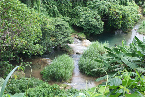 Forest and river