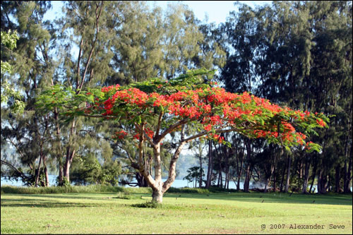 Tree with red flowers